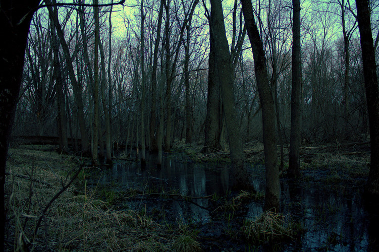 A swamp at dusk